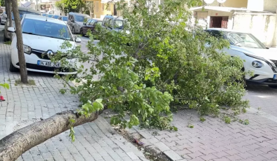 Avcılar’da Şiddetli Rüzgar Etkisini Gösterdi: Ağaç Yola Devrildi!