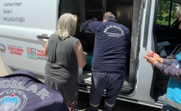 Avcılar’da “Çöp Ev” İhbarı: Evin İçinden 8 Kedi Çıktı