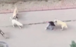 Avcılar’da 17 Yaşındaki Zehra’ya Sokak Köpekleri Saldırdı!