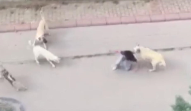 Avcılar’da 17 Yaşındaki Zehra’ya Sokak Köpekleri Saldırdı!
