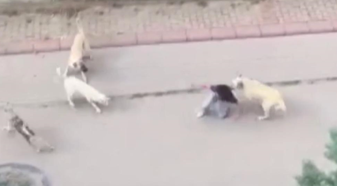 Avcılar’da 17 Yaşındaki Zehra’ya Sokak Köpekleri Saldırdı!