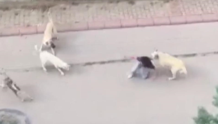 Avcılar’da 17 Yaşındaki Zehra’ya Sokak Köpekleri Saldırdı!
