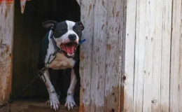 Bakırköy’de Ağızlıksız Pitbull Dehşeti: Sahibine Ceza Yağdı!