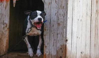 Bakırköy’de Ağızlıksız Pitbull Dehşeti: Sahibine Ceza Yağdı!
