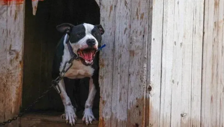 Bakırköy’de Ağızlıksız Pitbull Dehşeti: Sahibine Ceza Yağdı!