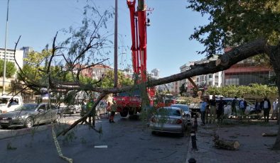 İstanbul’da Kuvvetli Rüzgar Araçların Üzerine Ağaç Devirdi!
