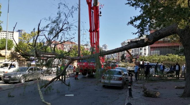 İstanbul’da Kuvvetli Rüzgar Araçların Üzerine Ağaç Devirdi!